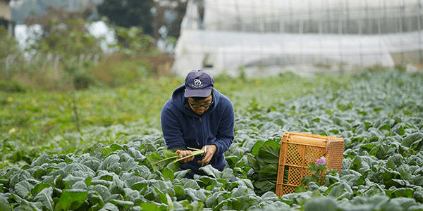 野菜を手に取り見つめる男性