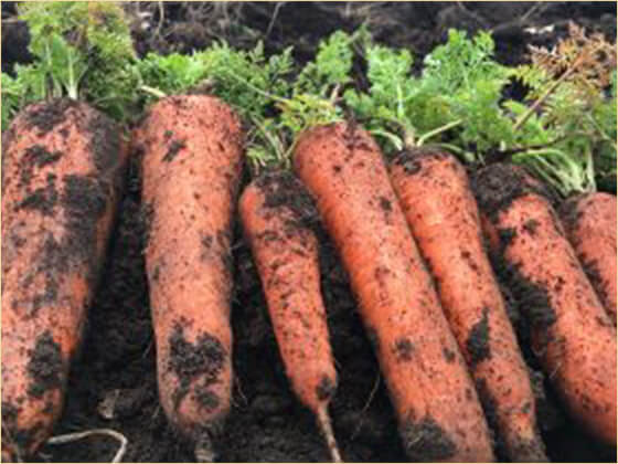 「農薬・化学肥料ゼロにこだわる」農場運営・生産